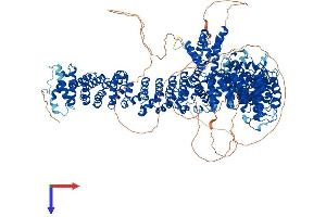 AlphaFold protein structure predicition of Human Recombinant PDS5B Protein, UniprotID Q9NTI5
