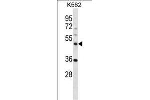 NLE1 Antibody (C-term) (ABIN657240 and ABIN2846339) western blot analysis in K562 cell line lysates (35 μg/lane). (NLE1 anticorps  (C-Term))