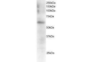 Gardner-Rasheed Feline Sarcoma Viral (V-Fgr) Oncogene Homolog (FGR) peptide