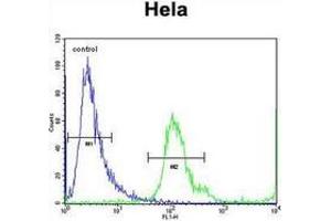 Flow cytometric analysis of Hela cells using MBNL2 Antibody (C-term) Cat. (MBNL2 anticorps  (C-Term))