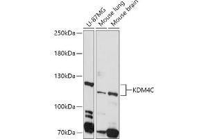 Western blot analysis of extracts of various cell lines, using KDM4C antibody (ABIN6131834, ABIN6142798, ABIN6142799 and ABIN6224562) at 1:1000 dilution. (KDM4C anticorps  (AA 350-570))
