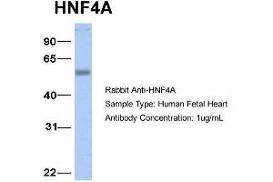 Host:  Rabbit  Target Name:  HNF4A  Sample Type:  Human Fetal Heart  Antibody Dilution:  1. (HNF4A anticorps  (N-Term))