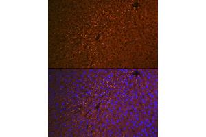 Immunofluorescence analysis of mouse liver using RBP4 Rabbit mAb (ABIN7269951) at dilution of 1:100 (40x lens).