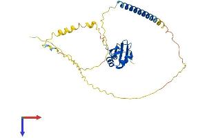 Heterogeneous Nuclear Ribonucleoprotein C Pseudogene 5 (HNRNPCP5) (AA 1-293) protein (His tag)