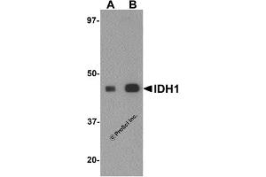 Western Blotting (WB) image for anti-Isocitrate Dehydrogenase 1 (NADP+), Soluble (IDH1) (C-Term) antibody (ABIN1030429) (IDH1 anticorps  (C-Term))