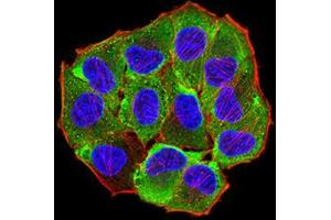 Immunofluorescence analysis of Hela cells using AEBP2 mouse mAb (green). (AEBP2 anticorps  (AA 358-495))