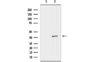 Western blot analysis of lysates from MCF7 cells(heat-shock treatment), using EMB Antibody.