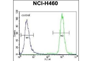 ZNF28 Antibody (N-term) (ABIN655483 and ABIN2845004) flow cytometric analysis of NCI- cells (right histogram) compared to a negative control cell (left histogram). (ZFP28 anticorps  (N-Term))