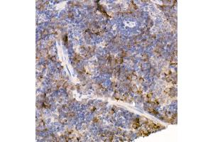 Immunohistochemistry of paraffin-embedded mouse spleen using Bag1 Rabbit mAb (ABIN7265847) at dilution of 1:50 (40x lens). (BAG1 anticorps)