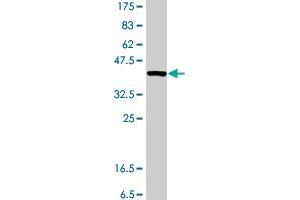 Western Blot detection against Immunogen (37 KDa) .