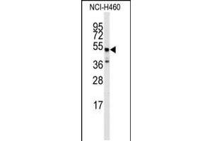 Western blot analysis of anti-ADRB2 Antibody (S364) in NCI-H460 cell line lysates (35ug/lane) (beta 2 Adrenergic Receptor anticorps  (AA 345-373))