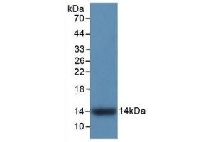 Detection of Recombinant S100A9, Human using Monoclonal Antibody to S100 Calcium Binding Protein A9 (S100A9) (S100A9 anticorps  (AA 1-114))