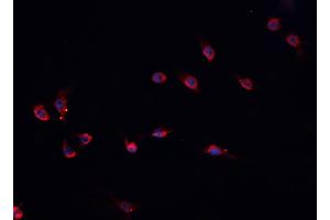 ABIN6276750 staining HepG2? (PROS1 anticorps  (N-Term))