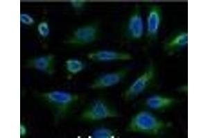 Immunofluorescence analysis of Hela tissue using AQP4 Monoclonal Antibody at dilution of 1:100.