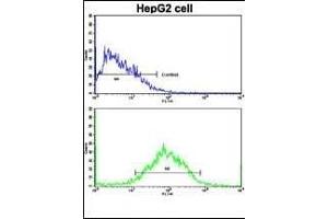 Flow cytometric analysis of HepG2 cells using WBP2 Antibody (C-term)(bottom histogram) compared to a negative control cell (top histogram).