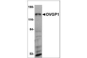Western blot analysis of OVGP1 in 3T3 cell lysate with OVGP1 antibody at 1 µg/ml. (OVGP1 anticorps  (N-Term))