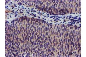 Image no. 2 for anti-Potassium Inwardly-Rectifying Channel, Subfamily J, Member 3 (KCNJ3) (AA 279-501) antibody (ABIN1491310)