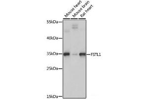 Western blot analysis of extracts of various cell lines using FSTL1 Polyclonal Antibody at dilution of 1:1000. (FSTL1 anticorps)