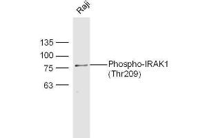 Raji cell lysates probed with Rabbit Anti-IRAK1 (Thr209) Polyclonal Antibody, Unconjugated  at 1:500 for 90 min at 37˚C.