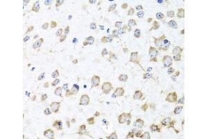 Immunohistochemistry of paraffin-embedded Mouse brain using RPL36 Polyclonal Antibody at dilution of 1:100 (40x lens).