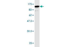 Western Blot detection against Immunogen (90.