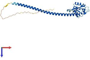 AlphaFold protein structure predicition of Human Recombinant CLEC1A Protein, UniprotID Q8NC01