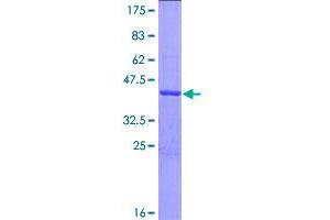 Image no. 1 for Fission 1 (FIS1) (AA 1-152) protein (GST tag) (ABIN1354104)