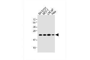 All lanes : Anti-RK7 Antibody (C-term) at 1:2000 dilution Lane 1: SH-SY5Y whole cell lysate Lane 2: MCF-7 whole cell lysate Lane 3: LNCaP whole cell lysate Lane 4: Hela whole cell lysate Lysates/proteins at 20 μg per lane. (PARK7/DJ1 anticorps  (C-Term))