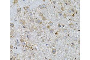 Immunohistochemistry of paraffin-embedded Mouse brain using NAT8 Polyclonal Antibody