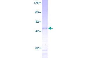 SDS-PAGE (SDS) image for Fibroblast Growth Factor Binding Protein 1 (FGFBP1) (AA 1-234) protein (GST tag) (ABIN1789422)