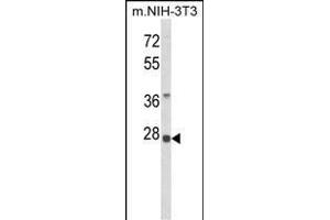 Western blot analysis of RPS8 Antibody (N-term) (ABIN6242934 and ABIN6579050) in NIH-3T3 cell line lysates (35 μg/lane). (RPS8 anticorps  (N-Term))