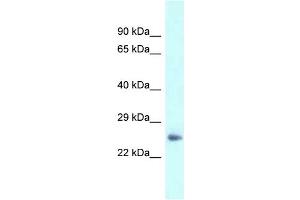 WB Suggested Anti-Dpt Antibody   Titration: 1.