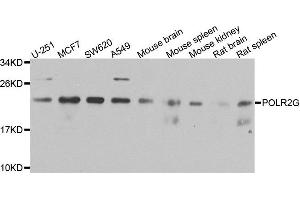 Western blot analysis of extracts of various cells, using POLR2G antibody. (POLR2G anticorps)