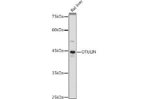Western blot analysis of extracts of Rat liver, using OTULIN antibody (ABIN7267099) at 1:1000 dilution. (FAM105B anticorps)