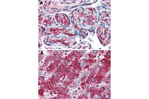 Immunohistochemical staining of formalin-fixed, paraffin-embedded human placenta (A) and human liver (B) tissue after heat-induced antigen retrieval. (PCSK6 anticorps)