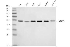 Western blot analysis of MAT2A using anti-MAT2A antibody (ABIN7599120). (MAT2A anticorps  (AA 1-229))
