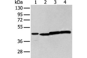 Western blot analysis of 293T cell using NUDT12 Polyclonal Antibody at dilution of 1:300 (NUDT12 anticorps)
