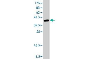 Western Blot detection against Immunogen (37 KDa) .