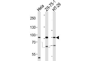 Western blot analysis of lysates from Hela, ZR-75-1, HT-29 cell line (from left to right), using SCUBE2 Antibody (Center ) (ABIN655409 and ABIN2844955). (SCUBE2 anticorps  (AA 251-280))