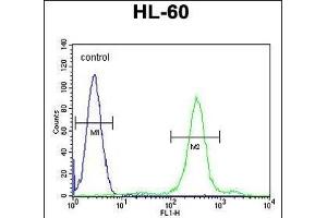 SPECC1 Antibody (Center) (ABIN656081 and ABIN2845427) flow cytometric analysis of HL-60 cells (right histogram) compared to a negative control cell (left histogram). (NSP5 anticorps  (AA 705-733))
