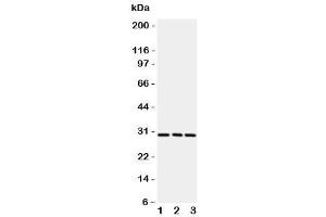 Western blot testing of CD134 / OX40 antibody and rat samples 1:  brain