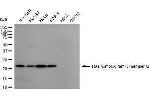 Western blotting analysis using Ras homolog family member Q antibody (ABIN7800144).