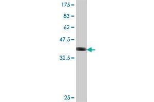 Western Blot detection against Immunogen (37 KDa) .
