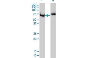 Western Blot analysis of XRCC6 expression in transfected 293T cell line by G22P1 monoclonal antibody (M01), clone 4C2-1A6.