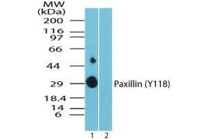 Image no. 1 for anti-Paxillin (PXN) (pTyr118) antibody (ABIN960317) (Paxillin anticorps  (pTyr118))