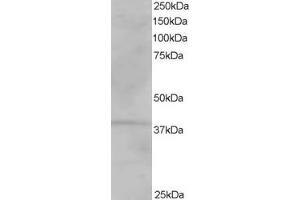 ABIN185172 staining (1µg/ml) of Human Kidney lysate (RIPA buffer, 35µg total protein per lane).