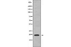 Western blot analysis of extracts from A549 cells, using Histone 1F0 antibody. (Histone H1 anticorps  (Internal Region))