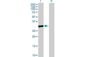 Western Blot analysis of MPPED2 expression in transfected 293T cell line by MPPED2 MaxPab polyclonal antibody. (MPPED2 anticorps  (AA 1-294))
