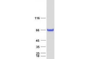 Validation with Western Blot (SMAD1 Protein (Transcript Variant 2) (Myc-DYKDDDDK Tag))