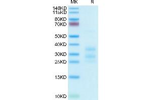Human CD3E&CD3G on Tris-Bis PAGE under reduced condition.